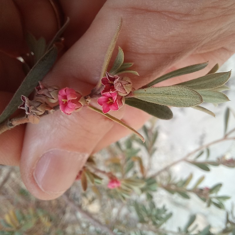 Diospyros pubescens var. rubriflora photo 8