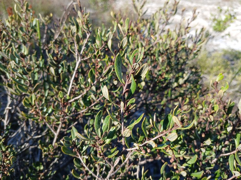 Diospyros pubescens var. rugosa
