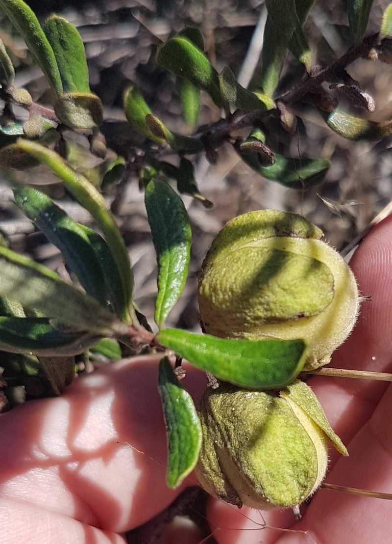 Diospyros pubescens var. rugosa photo 2