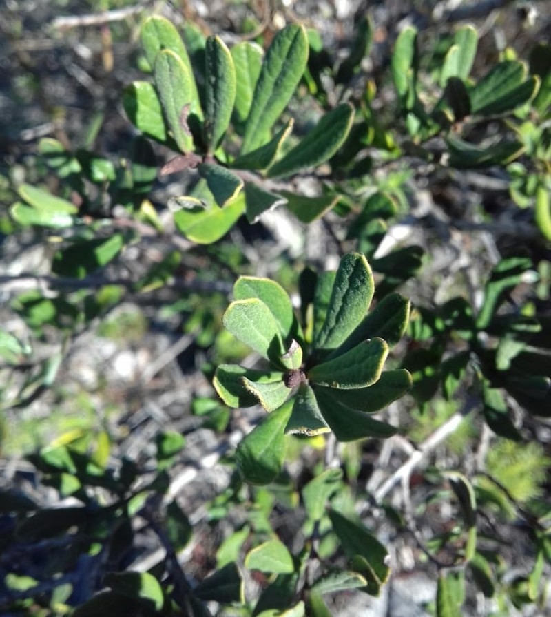 Diospyros pubescens var. rugosa photo 3