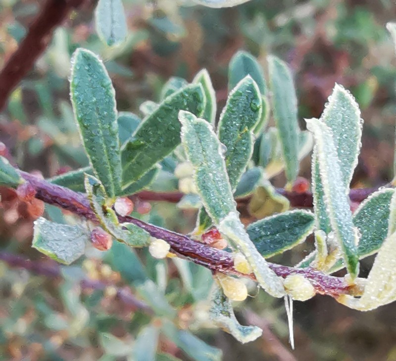 Diospyros pubescens var. rugosa photo 4