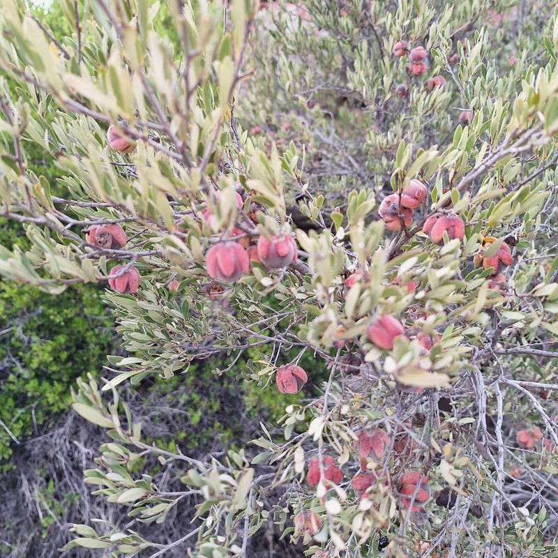 Diospyros pubescens var. rugosa photo 5