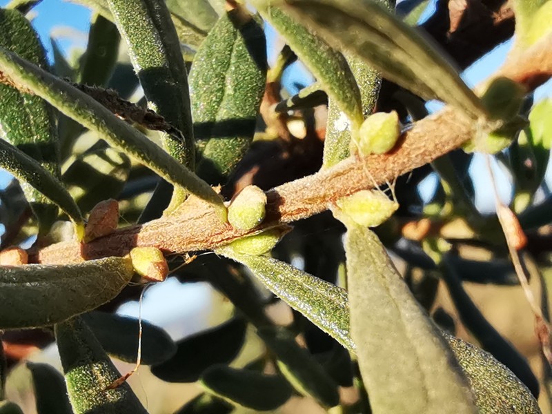 Diospyros pubescens var. rugosa photo 6