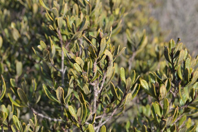 Diospyros pubescens var. rugosa photo 8