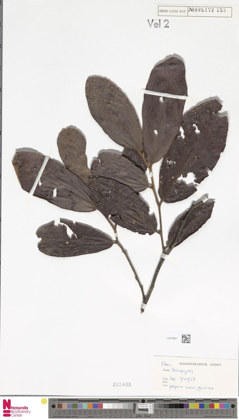 Diospyros pulchra