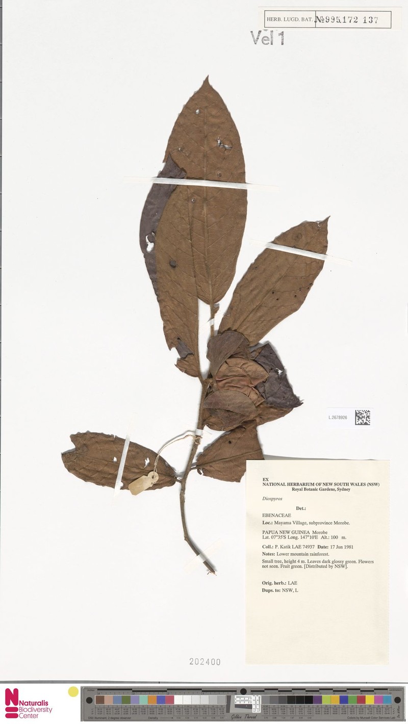 Diospyros pulchra photo 2