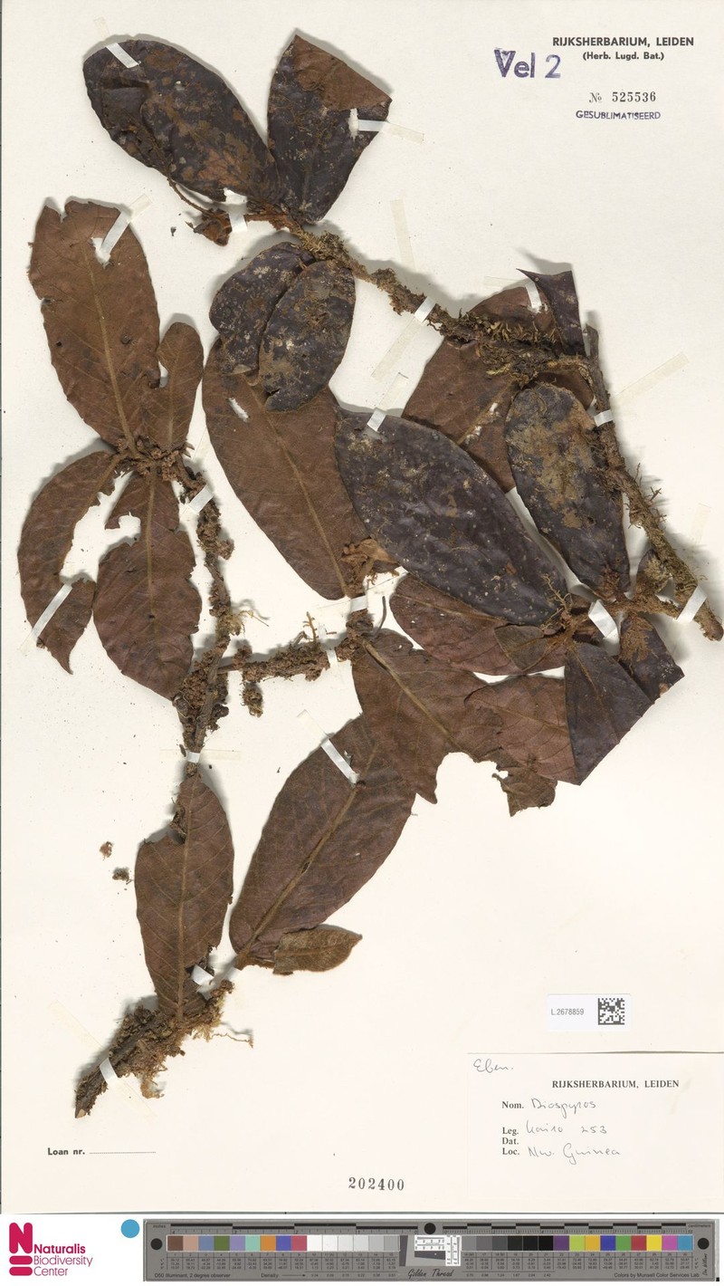 Diospyros pulchra photo 3