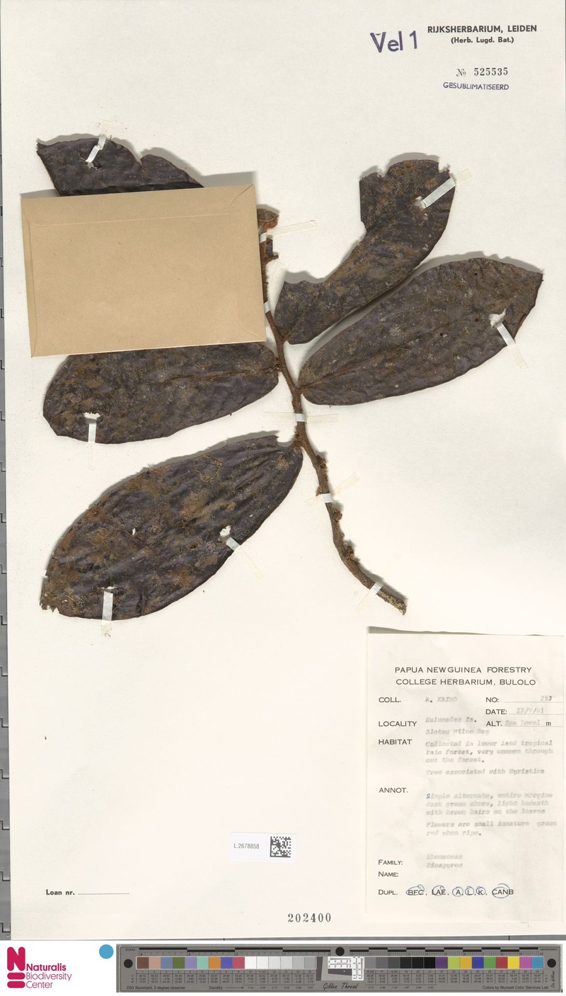 Diospyros pulchra photo 4