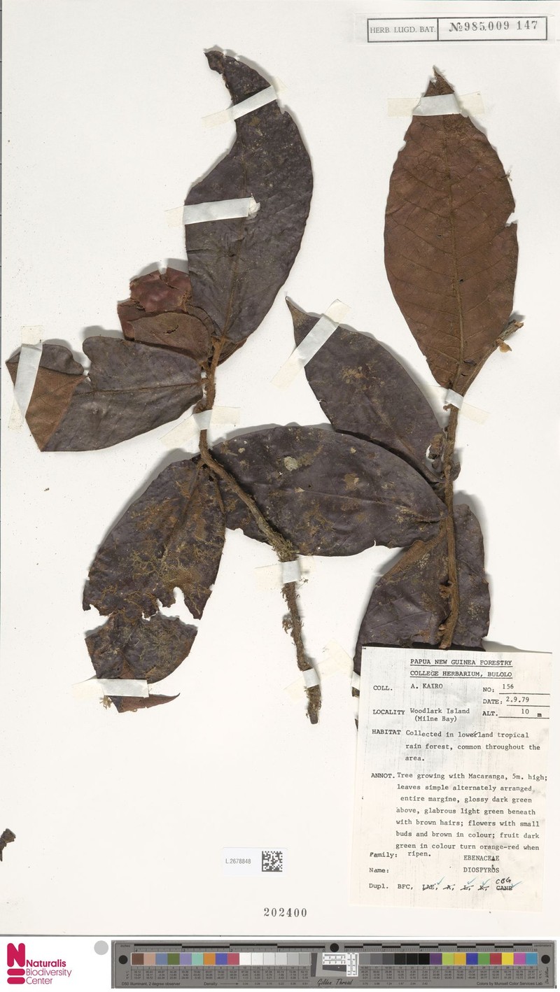 Diospyros pulchra photo 5