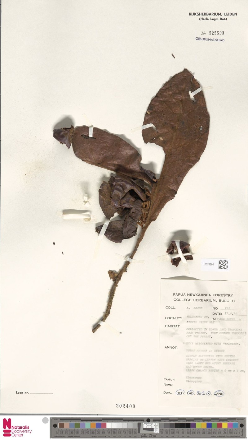 Diospyros pulchra photo 6