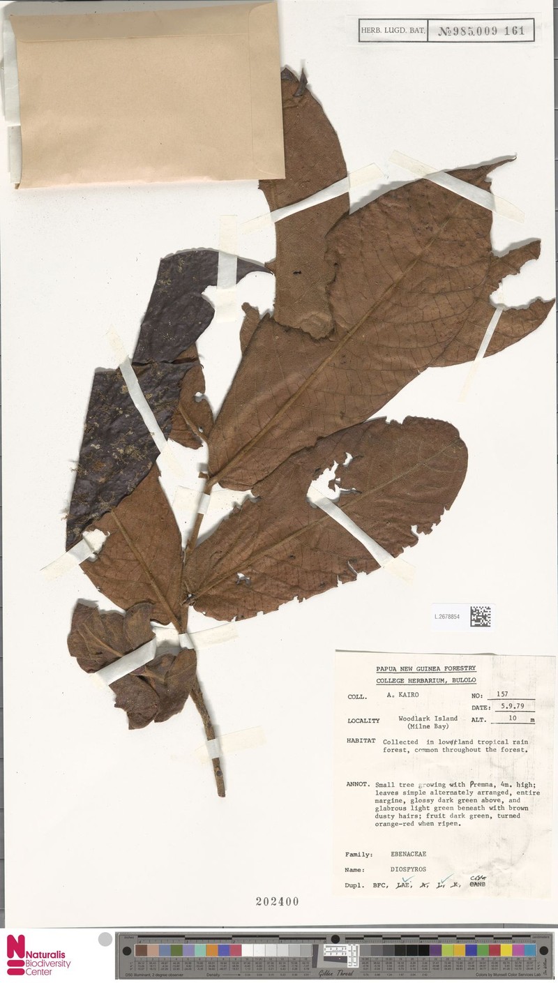Diospyros pulchra photo 7