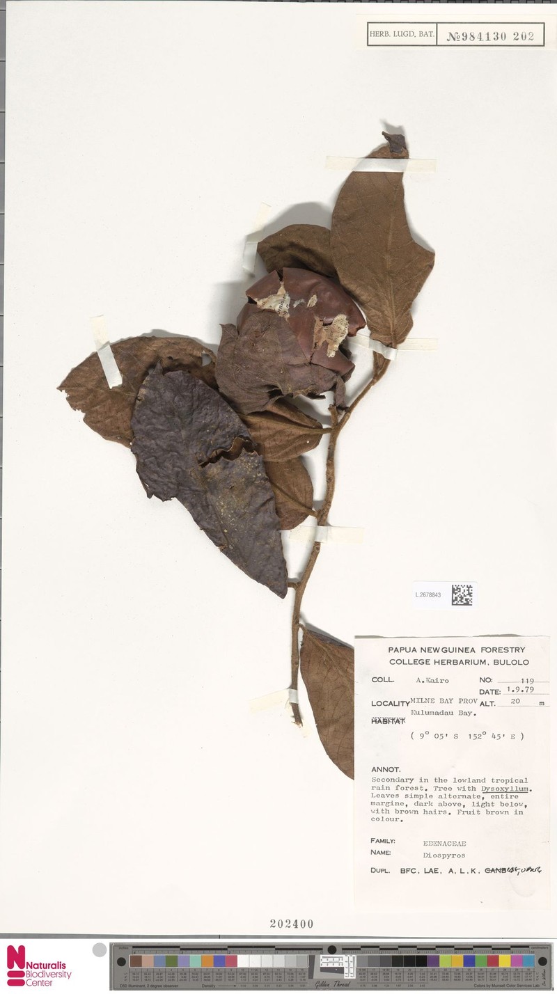Diospyros pulchra photo 8