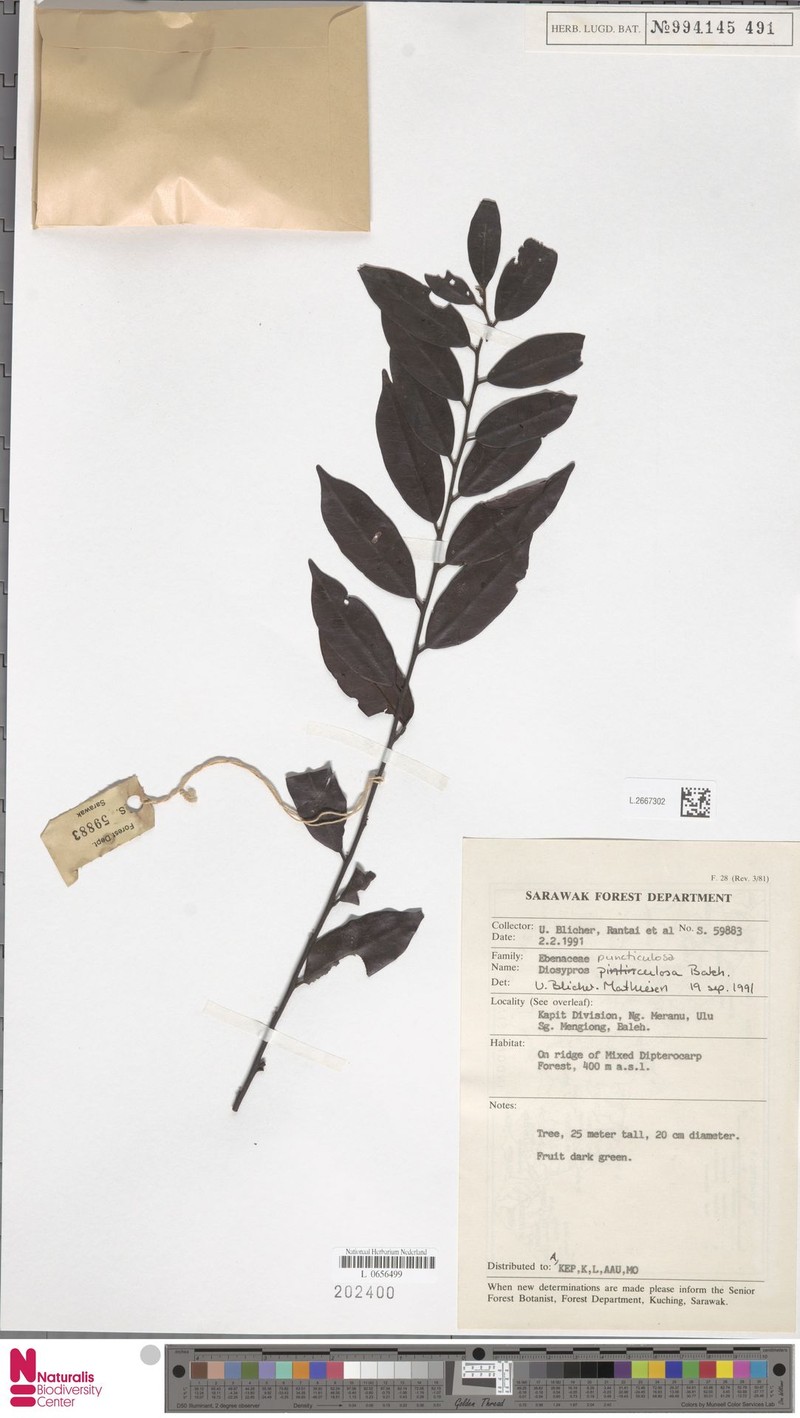 Diospyros puncticulosa