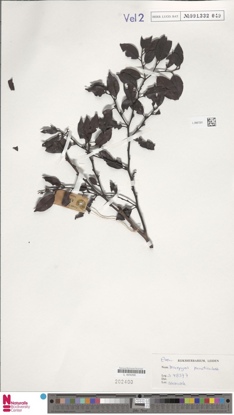 Diospyros puncticulosa photo 2