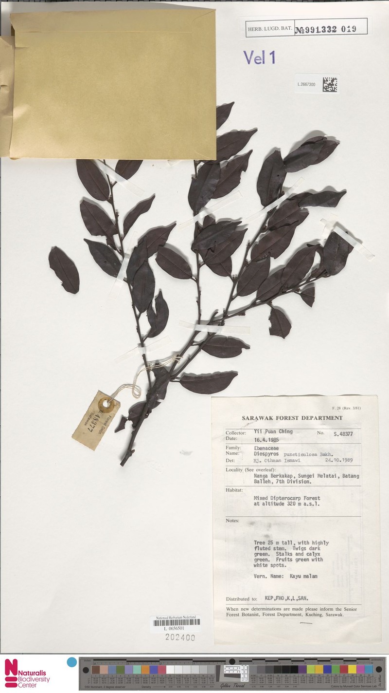 Diospyros puncticulosa photo 3