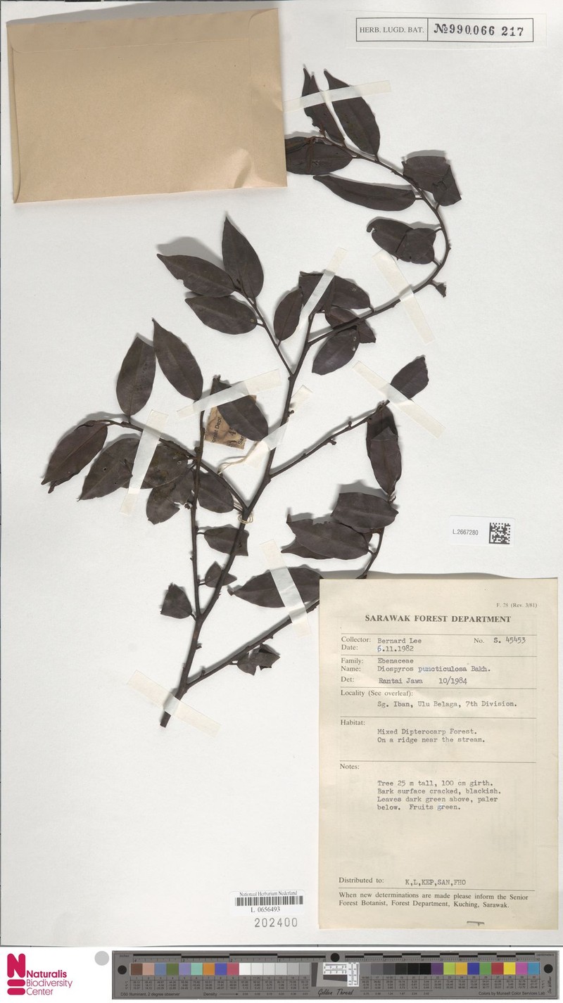 Diospyros puncticulosa photo 4