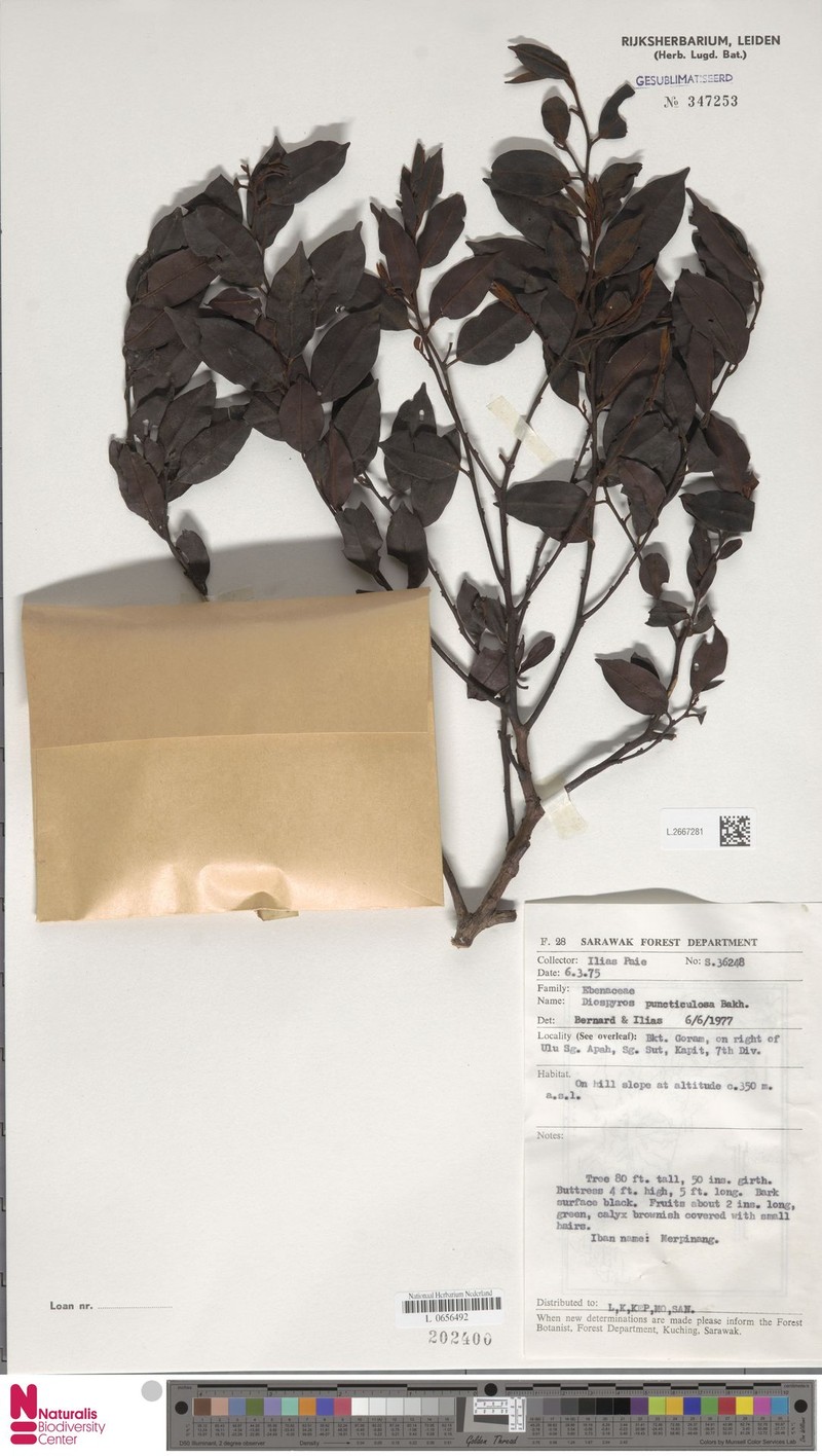 Diospyros puncticulosa photo 5