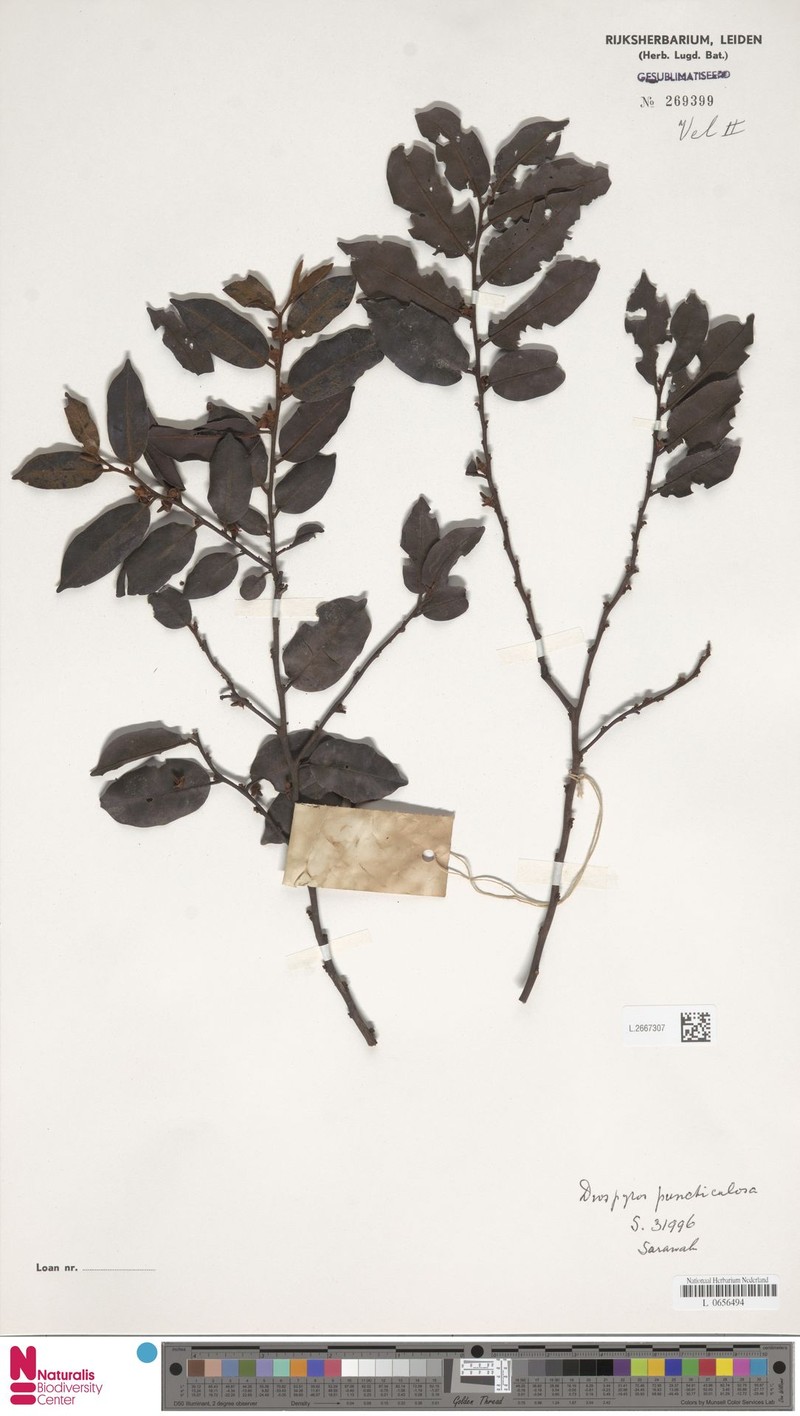 Diospyros puncticulosa photo 6