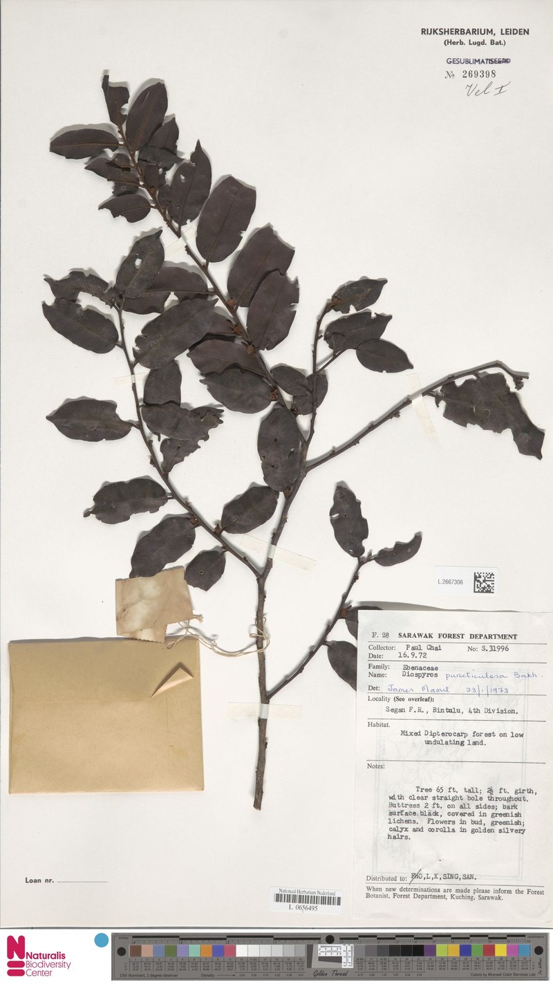 Diospyros puncticulosa photo 7
