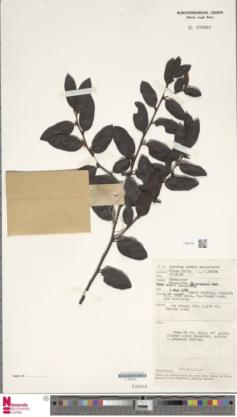Diospyros puncticulosa photo 8