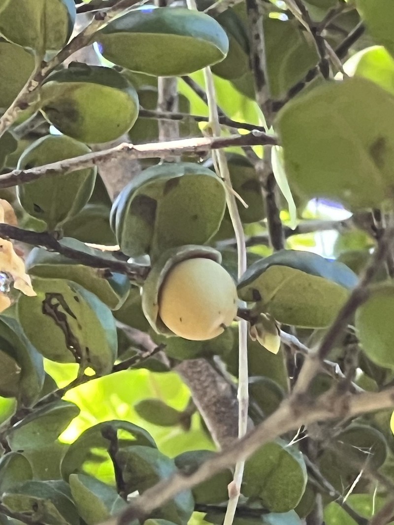 Diospyros pustulata