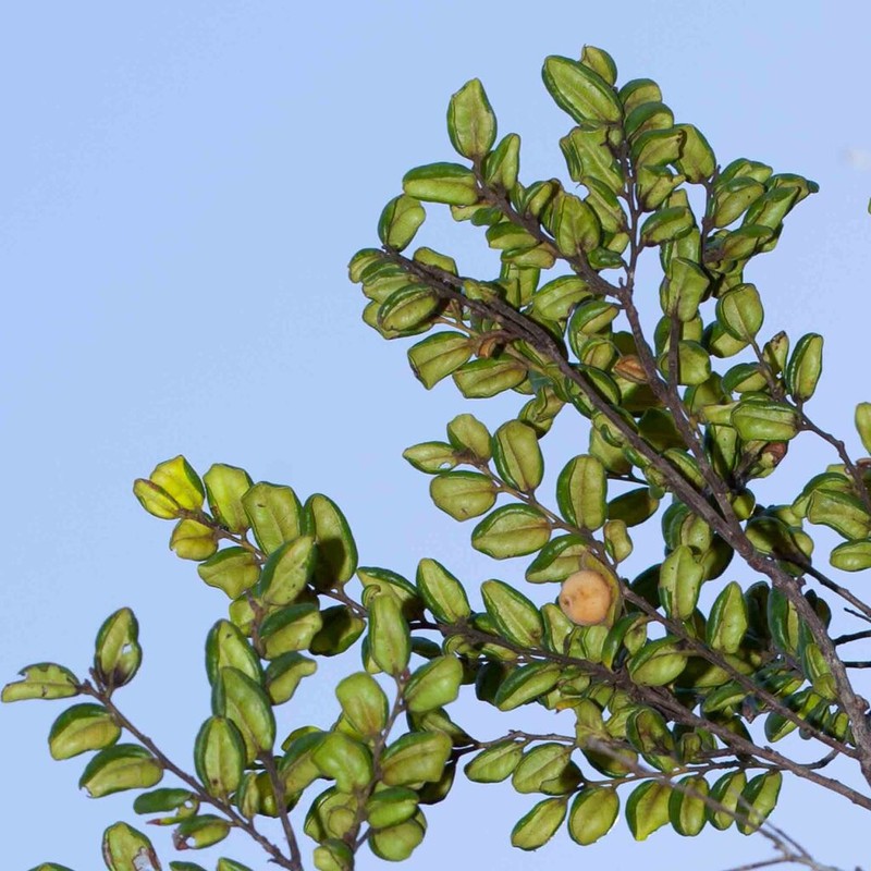 Diospyros pustulata photo 2