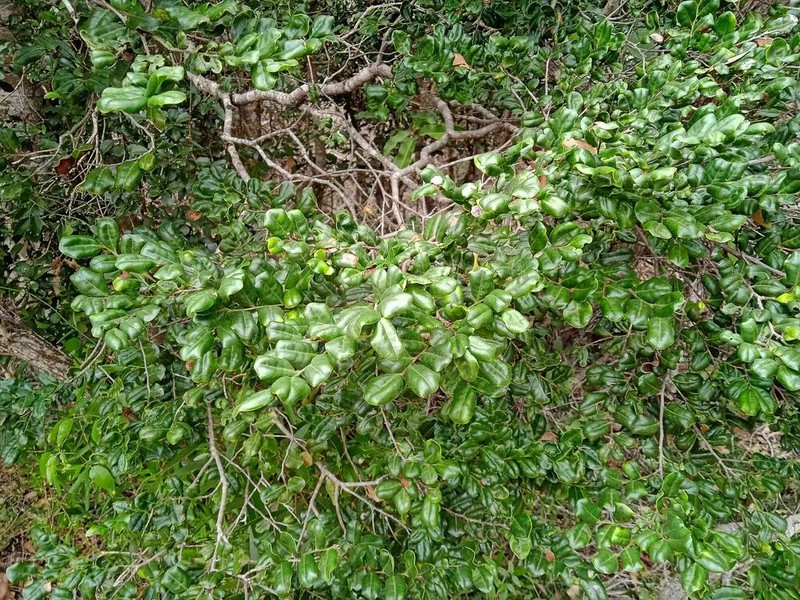 Diospyros pustulata photo 3