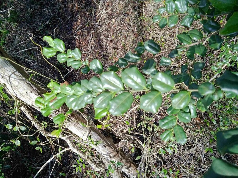 Diospyros pustulata photo 4
