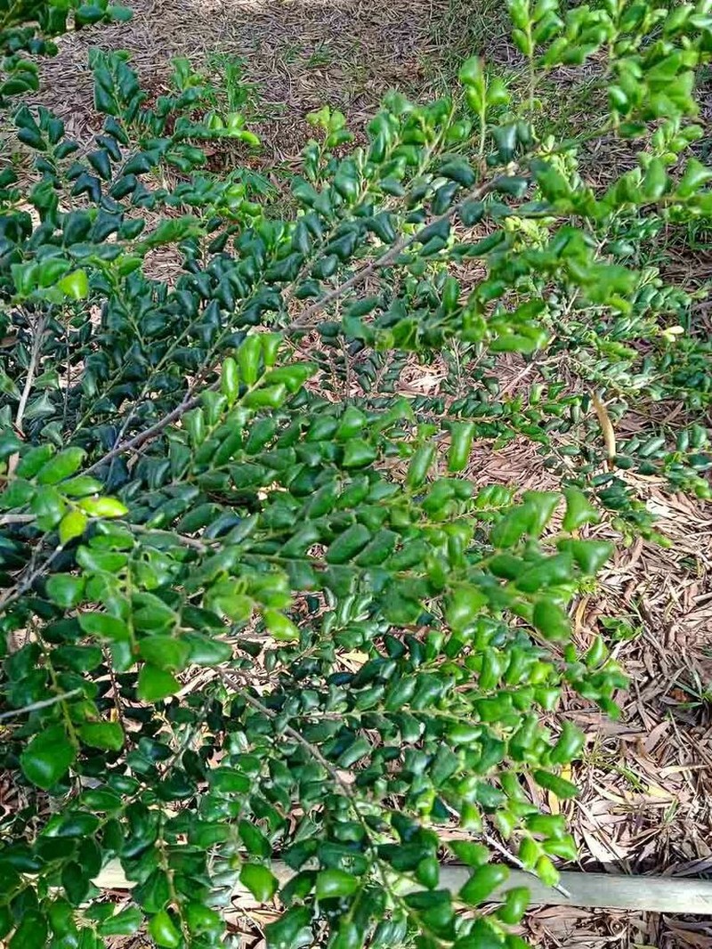 Diospyros pustulata photo 5