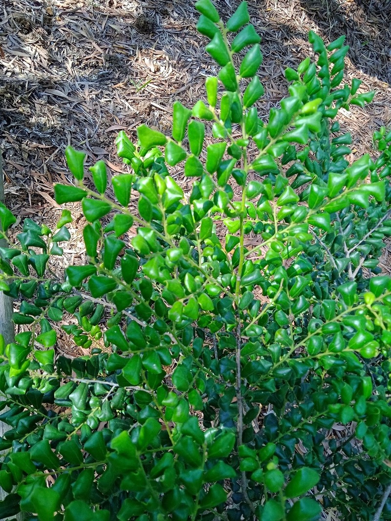 Diospyros pustulata photo 6