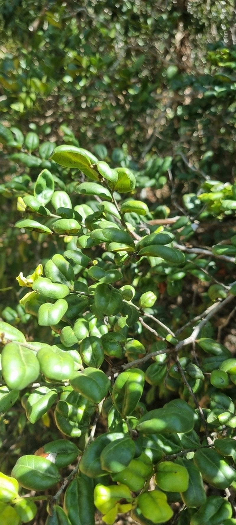 Diospyros pustulata photo 7