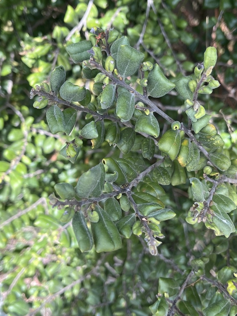Diospyros pustulata photo 8