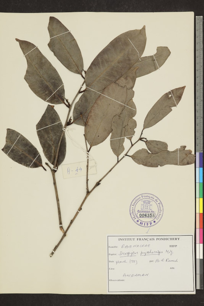 Diospyros pyrrhocarpa