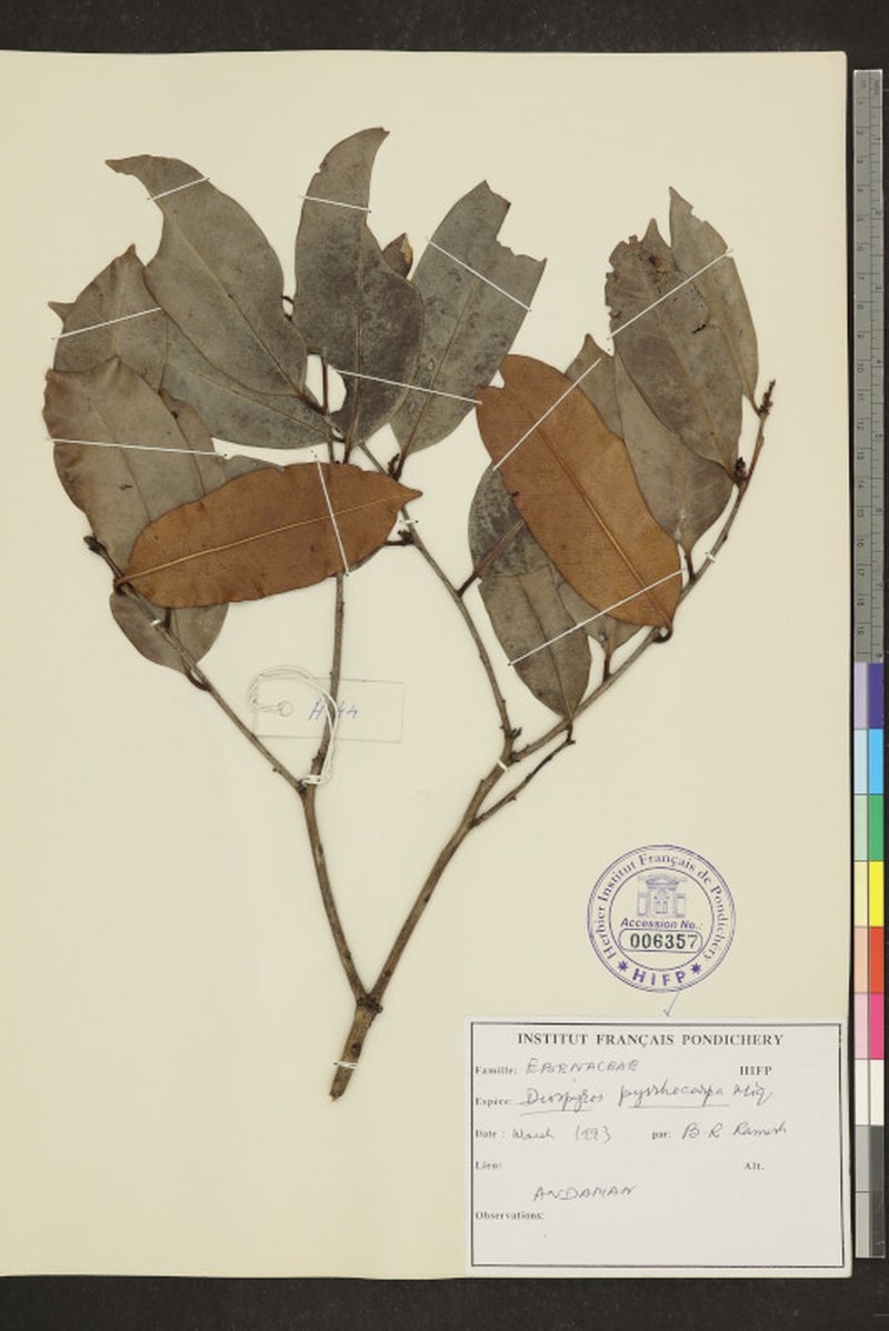 Diospyros pyrrhocarpa photo 2