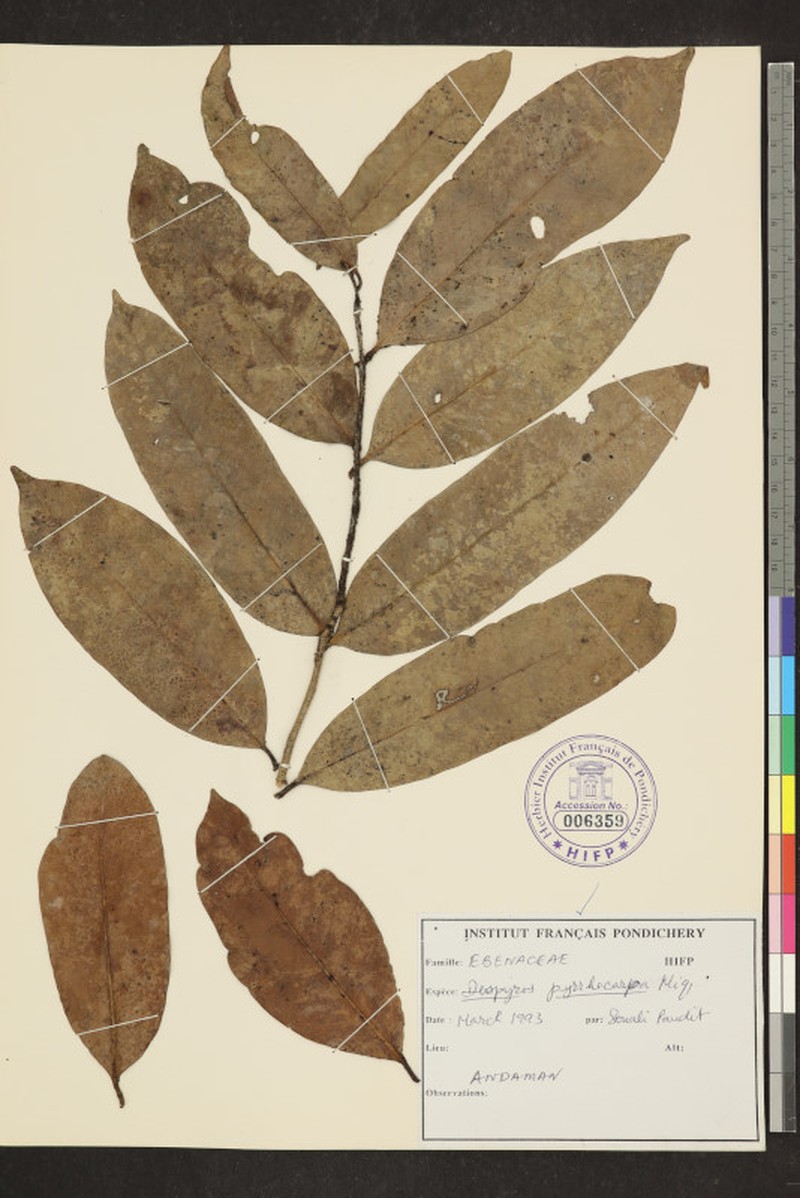 Diospyros pyrrhocarpa photo 3
