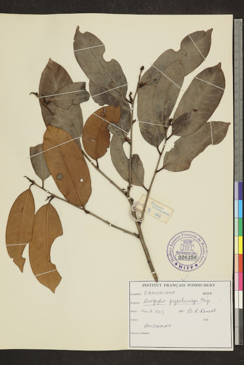 Diospyros pyrrhocarpa photo 4