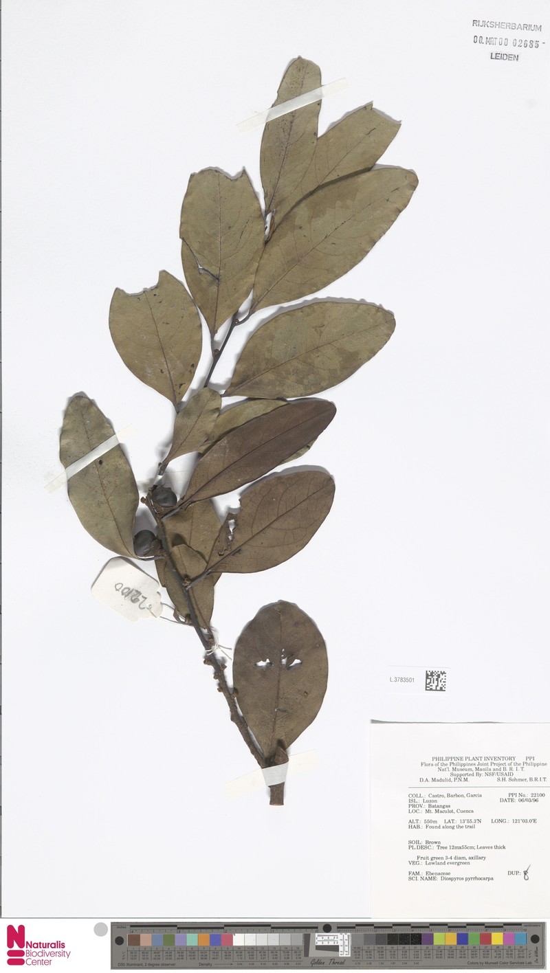Diospyros pyrrhocarpa photo 5