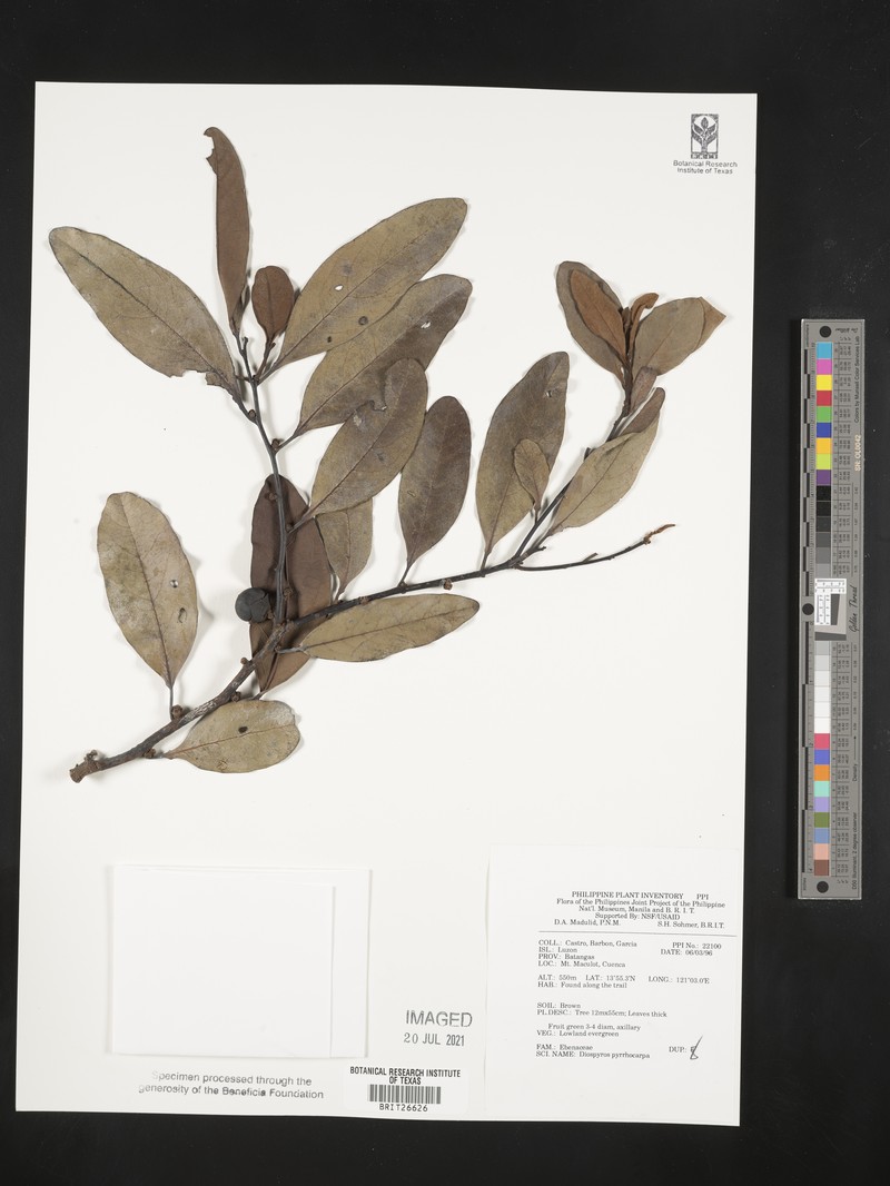 Diospyros pyrrhocarpa photo 6