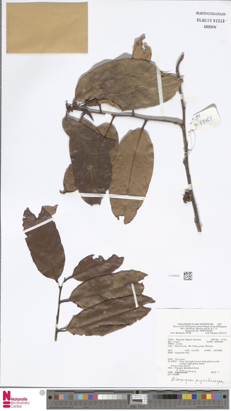 Diospyros pyrrhocarpa photo 7