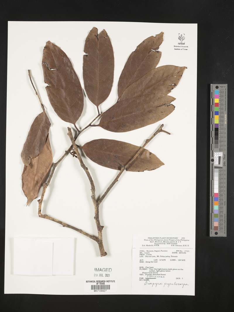 Diospyros pyrrhocarpa photo 8