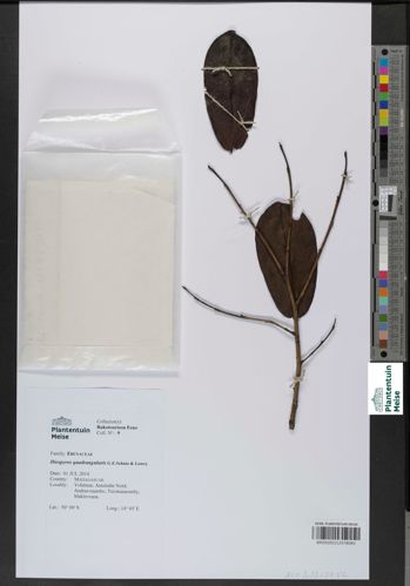 Diospyros quadrangularis