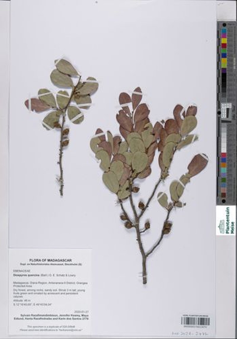 Diospyros quercina
