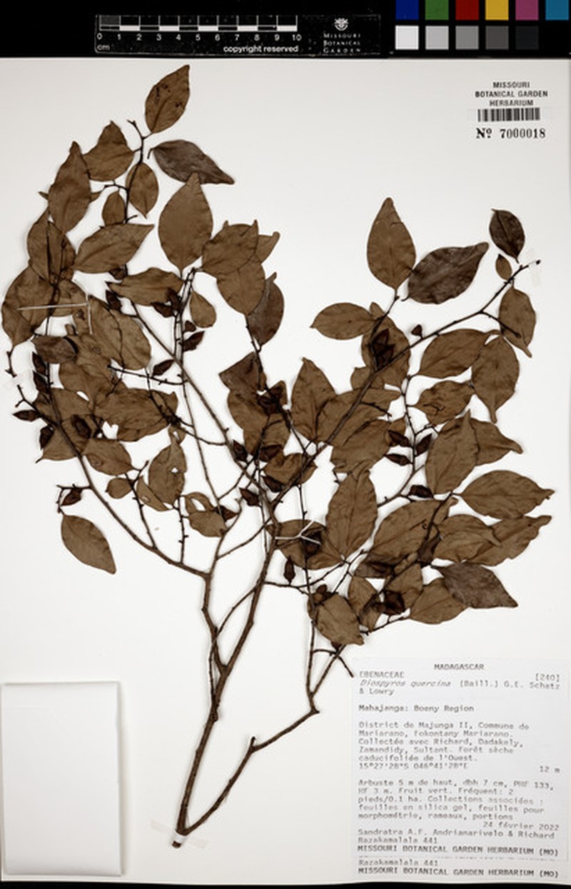 Diospyros quercina photo 2