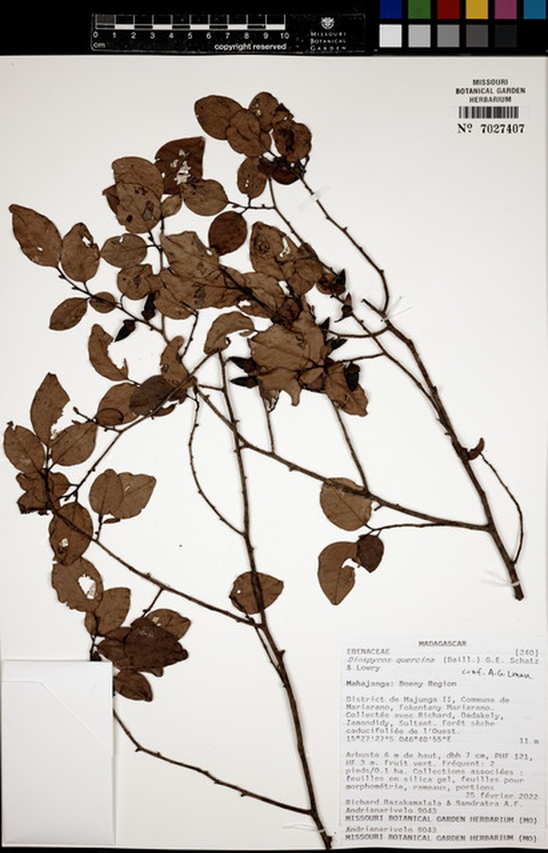 Diospyros quercina photo 3
