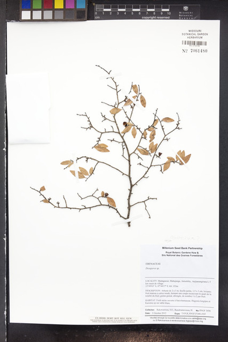 Diospyros quercina photo 4