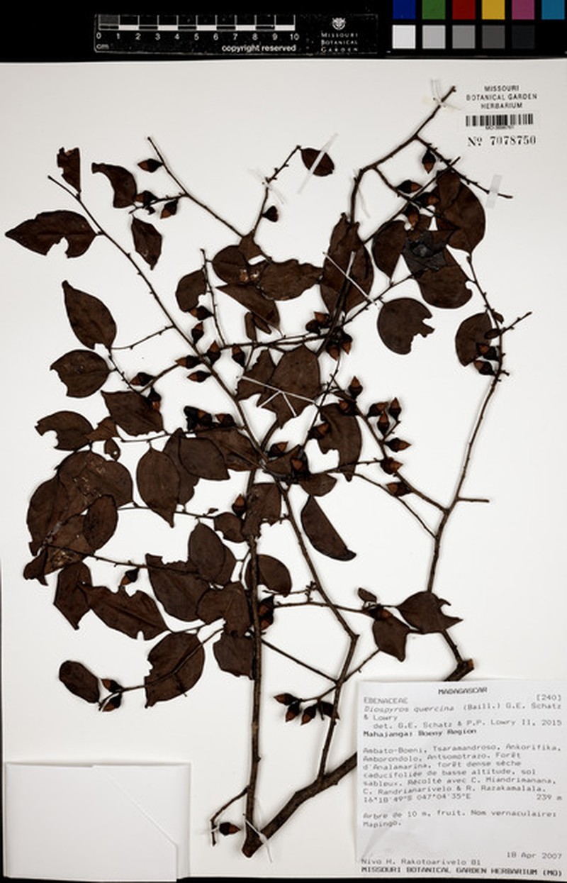 Diospyros quercina photo 5