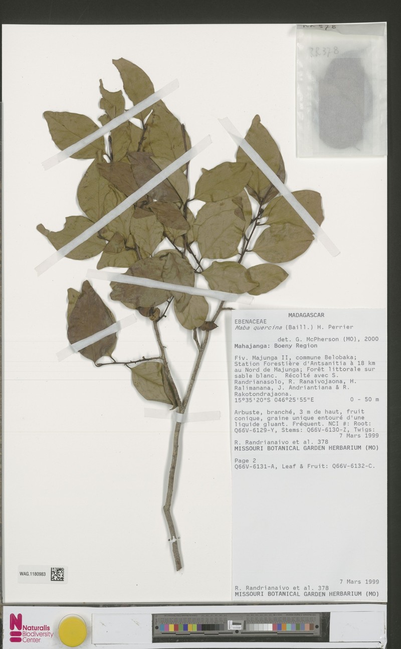 Diospyros quercina photo 6