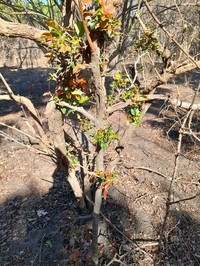 Diospyros quiloensis