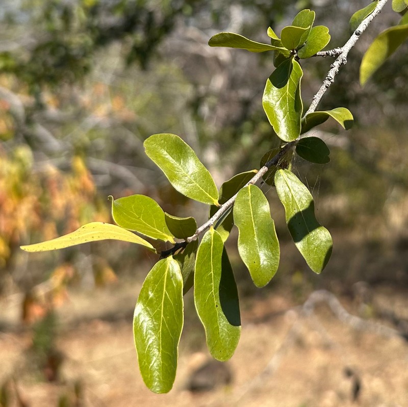 Diospyros quiloensis photo 2