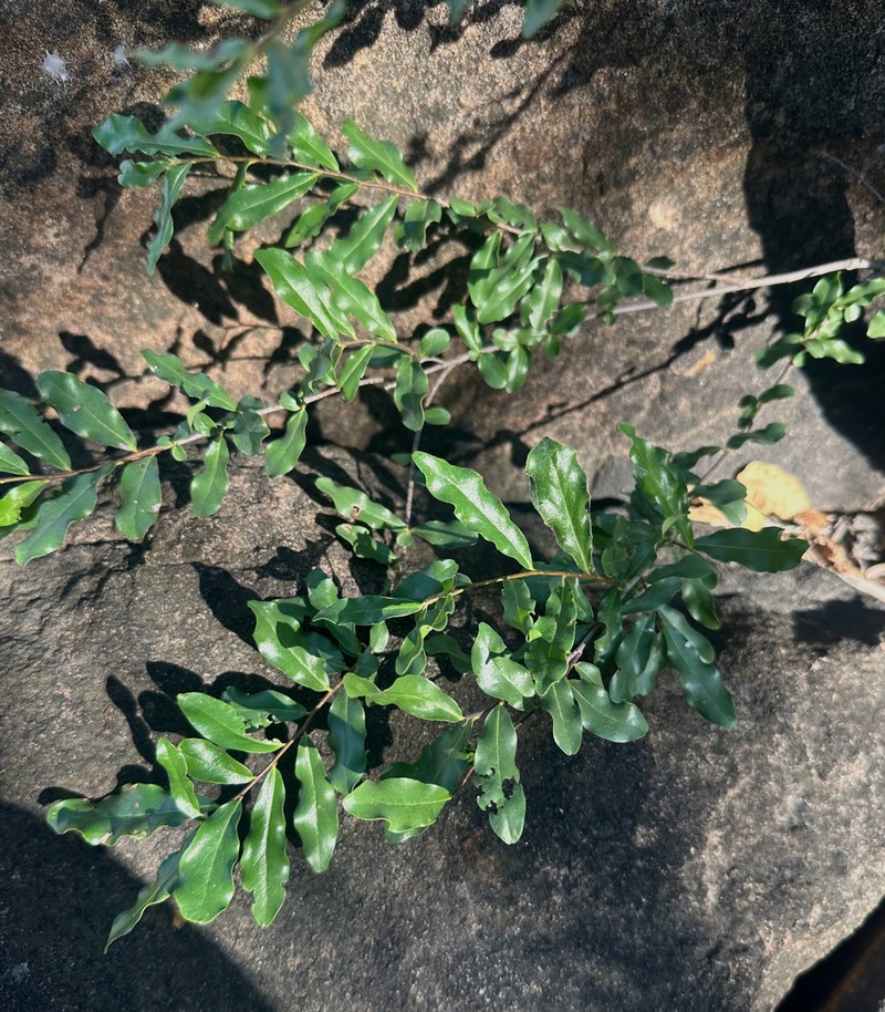 Diospyros quiloensis photo 3